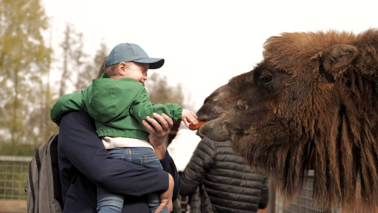 Kind geeft kameel een wortel in Familiepark Harry Malter