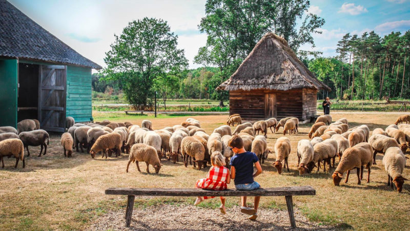 2 kindjes zitten op een bank tussen de schapen in Bokrijk