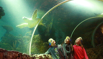 bezoekers aan Sea Life