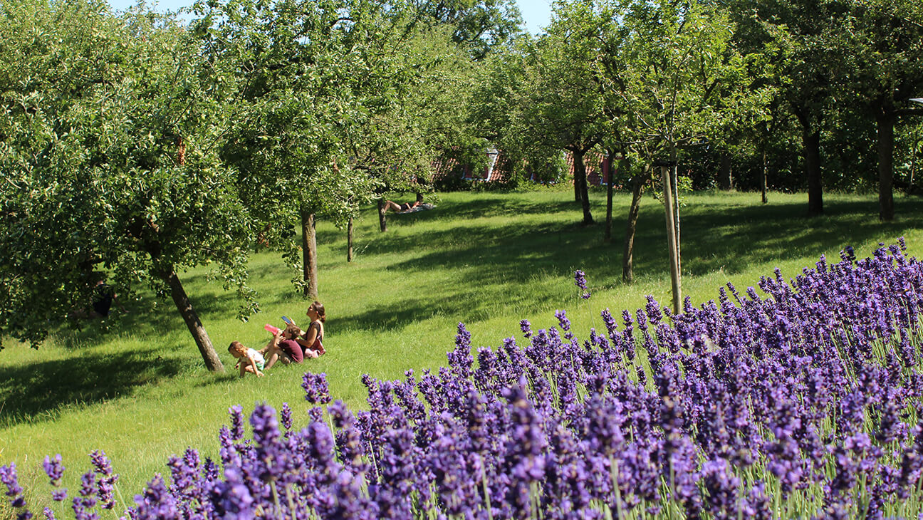 Lavendel in tuin van abdij