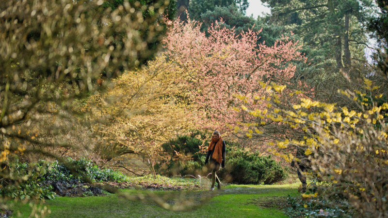 bloeiende toverhazelaar Arboretum Kalmthout