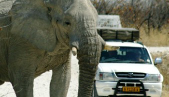 auto olifant safari