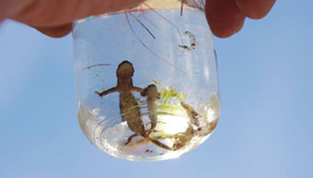 salamander in bokaal