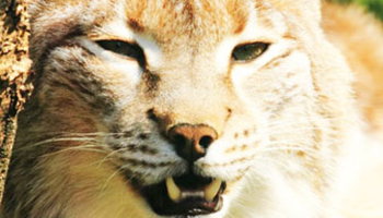 Dieren in park