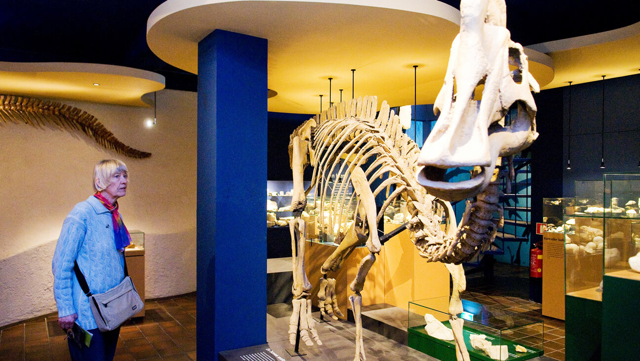 Skelet dinosaurus Natuurhistorisch Museum Maastricht