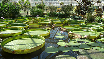 Plantentuin Meise