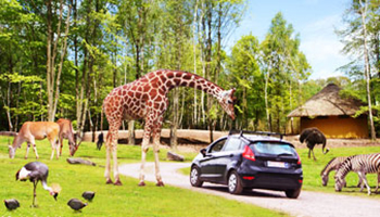 Giraf in park bij auto