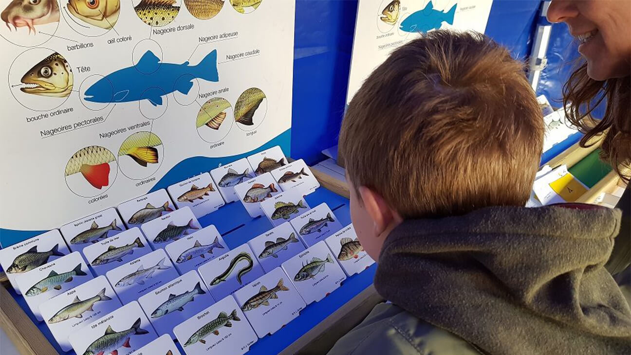 Jongen kijkt naar verschillende soorten vissen