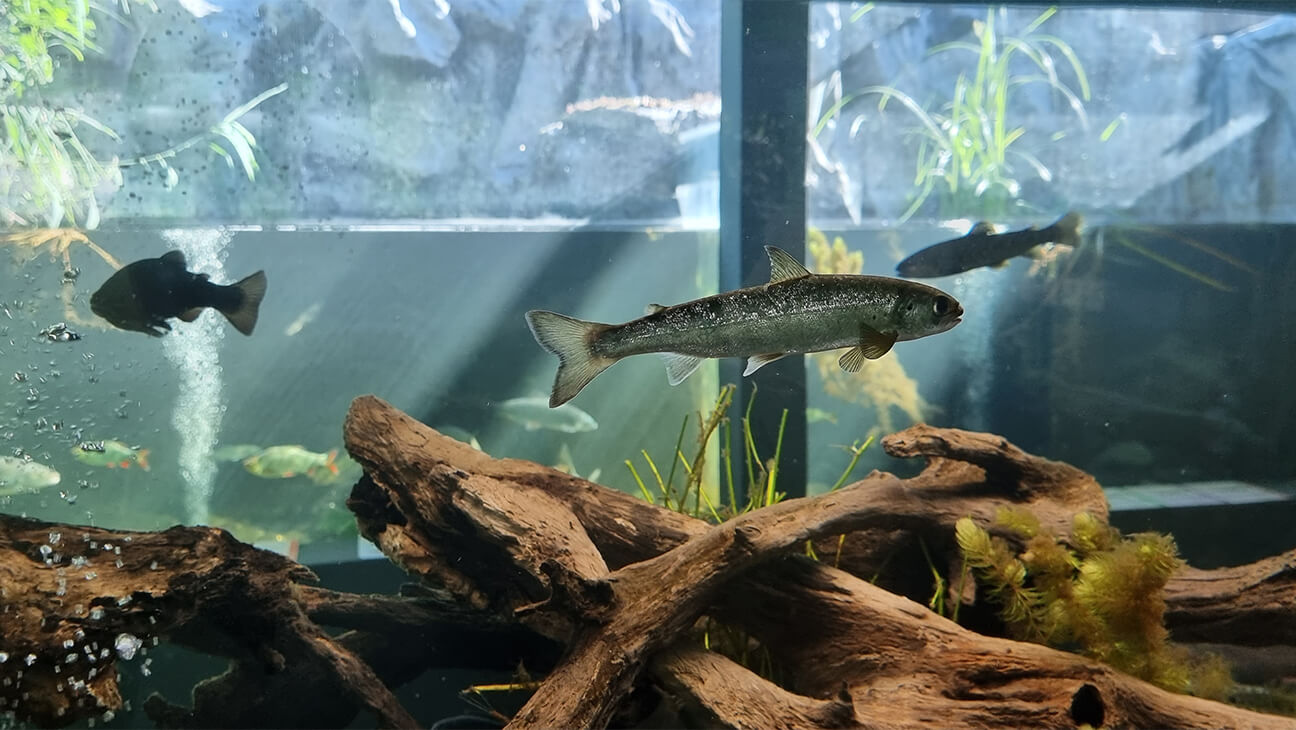 Vissen in een aquarium in Riveo