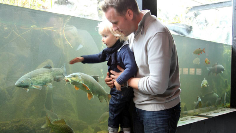 Ouder kijkt met kind naar riviervissen bij Riveo in Hotton