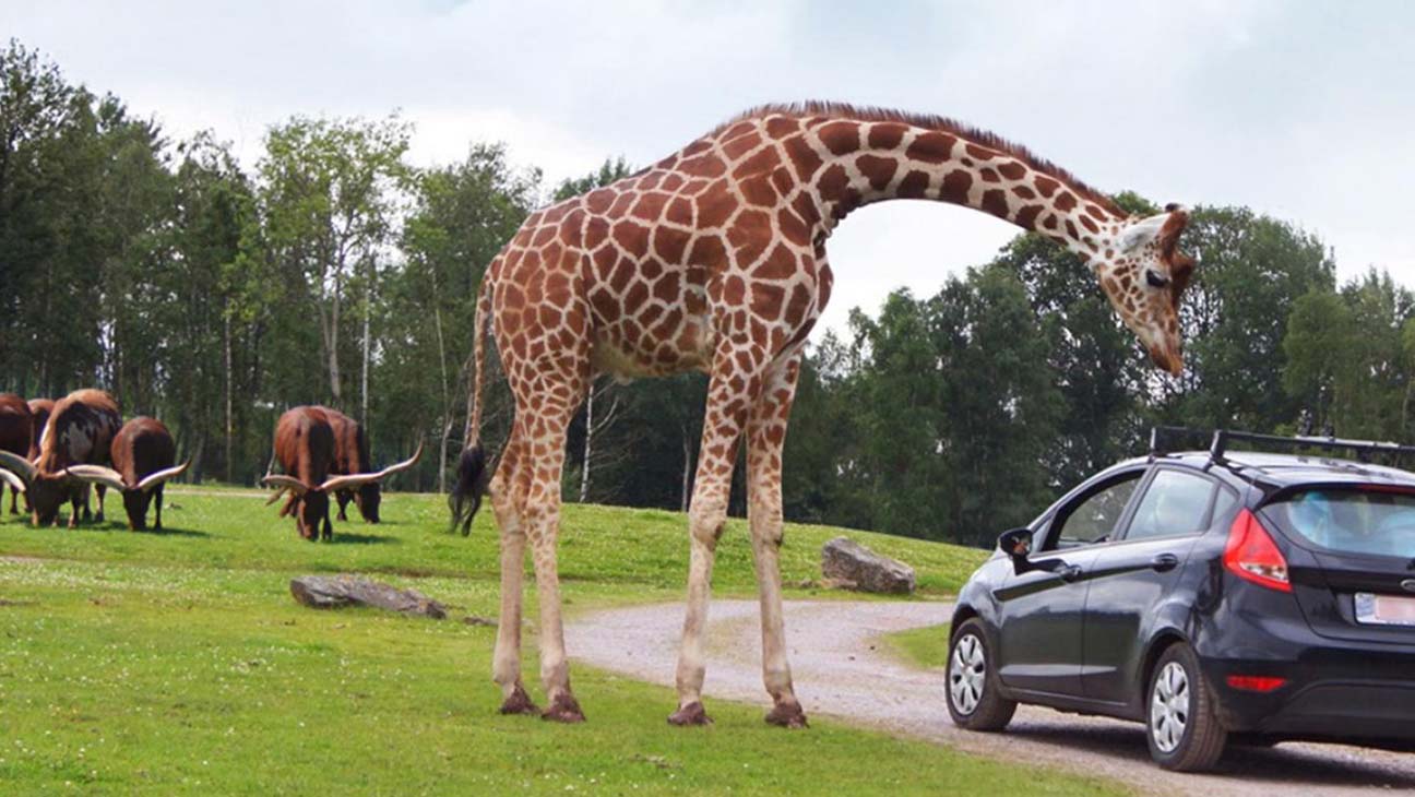 Giraf in Safari Parc Monde Sauvage