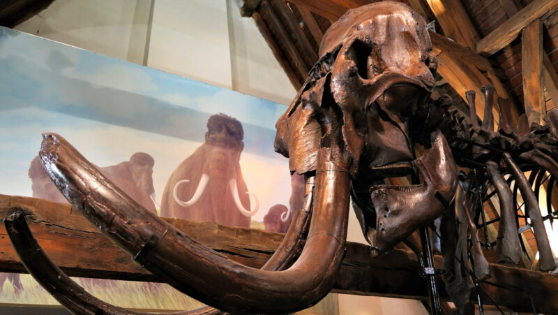 skelet van een mammoet in het Vleeshuismuseum