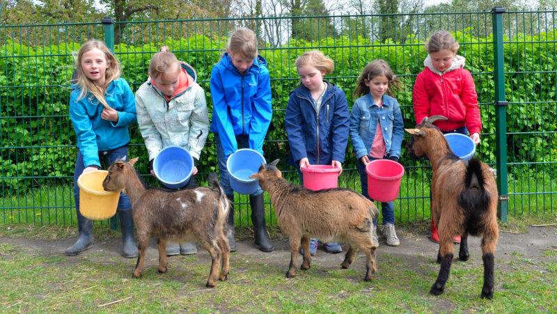 kinderen voederen geitjes in de kinderboerderij