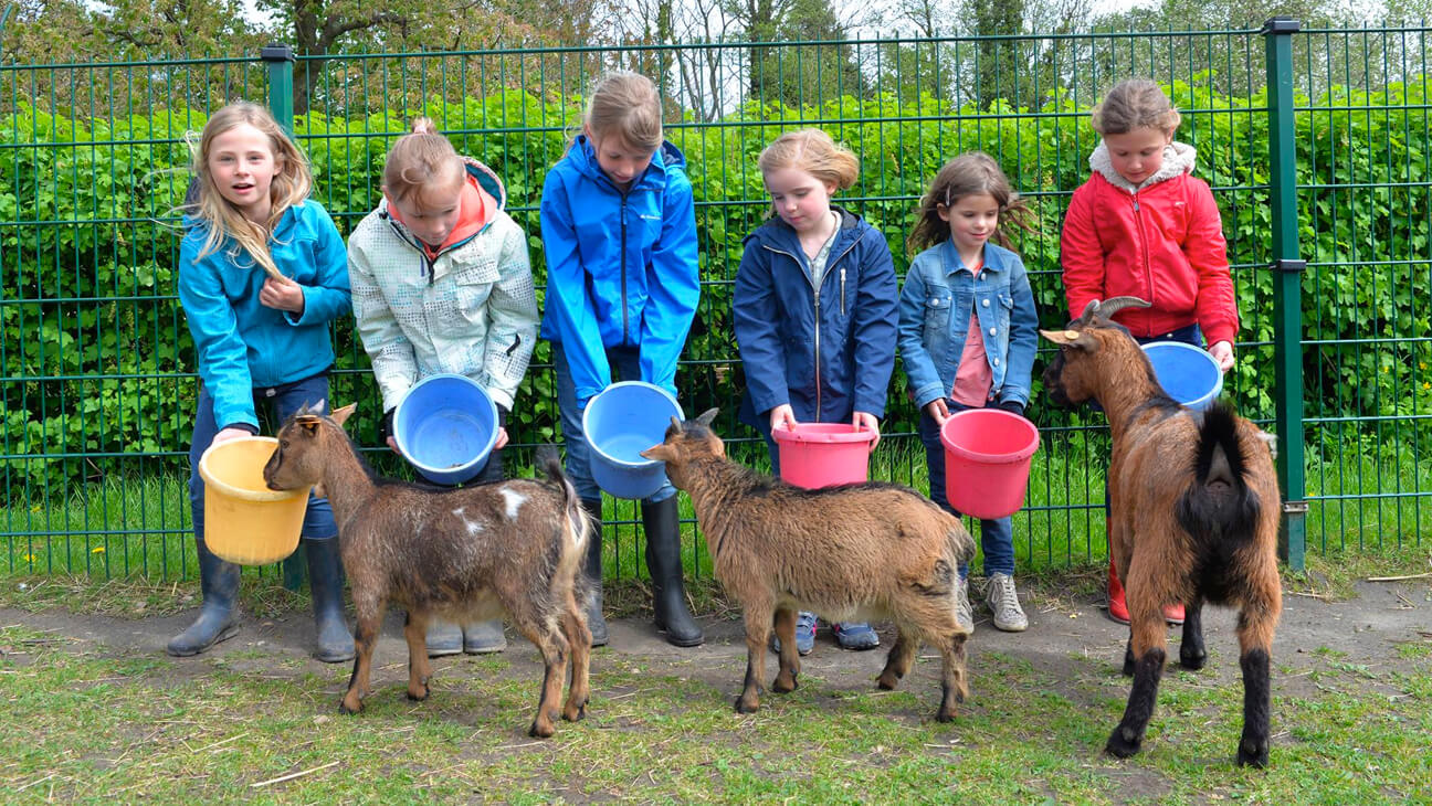 kinderen voederen geitjes in de kinderboerderij