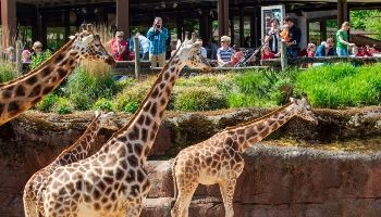 giraffen in GaiaZOO