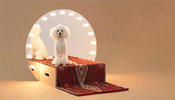 Poodle dog