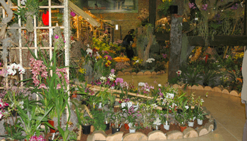 stand met orchideeën
