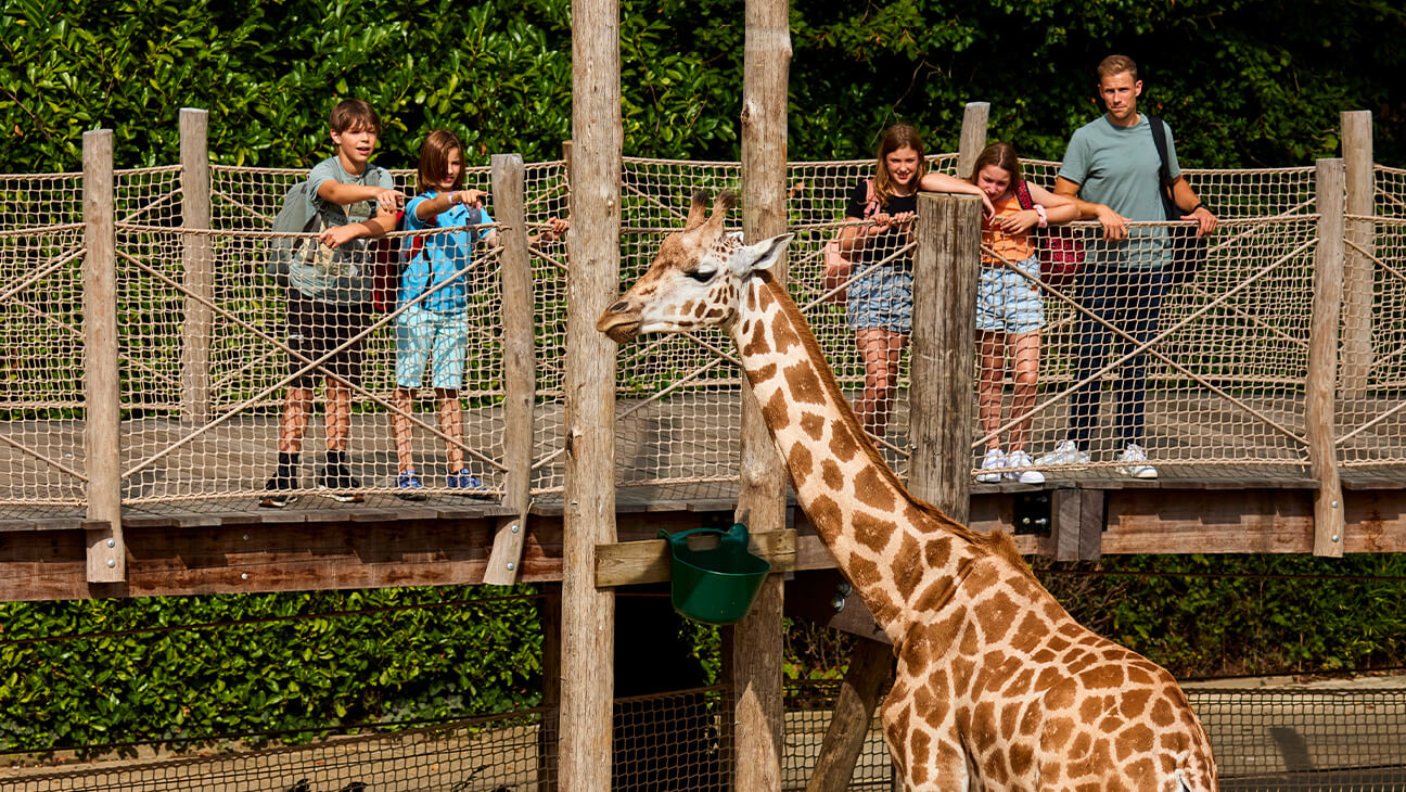 Bellewaerde Park - Giraf in de Savanne