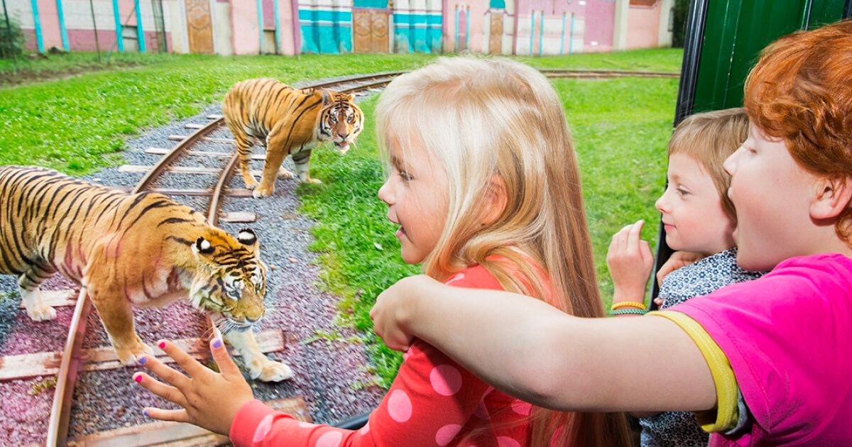 Kinderen bij de tijgers in Bellewaerde park