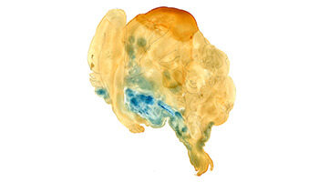 aquarel van een naakt lichaam