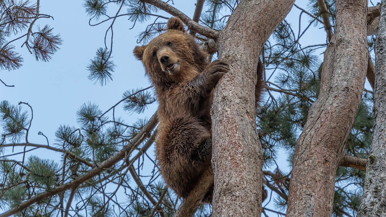 Bruine beer in een boom