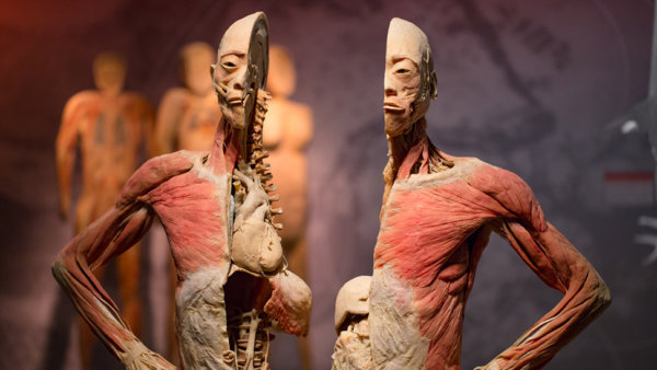 anatomische voorstelling van een menselijk lichaam in het echt