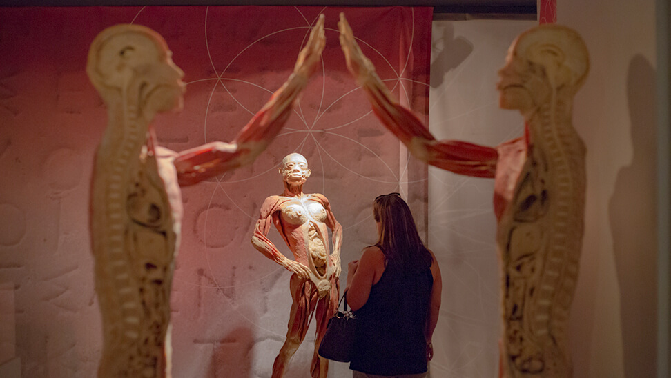lichaam uit expo Real Bodies