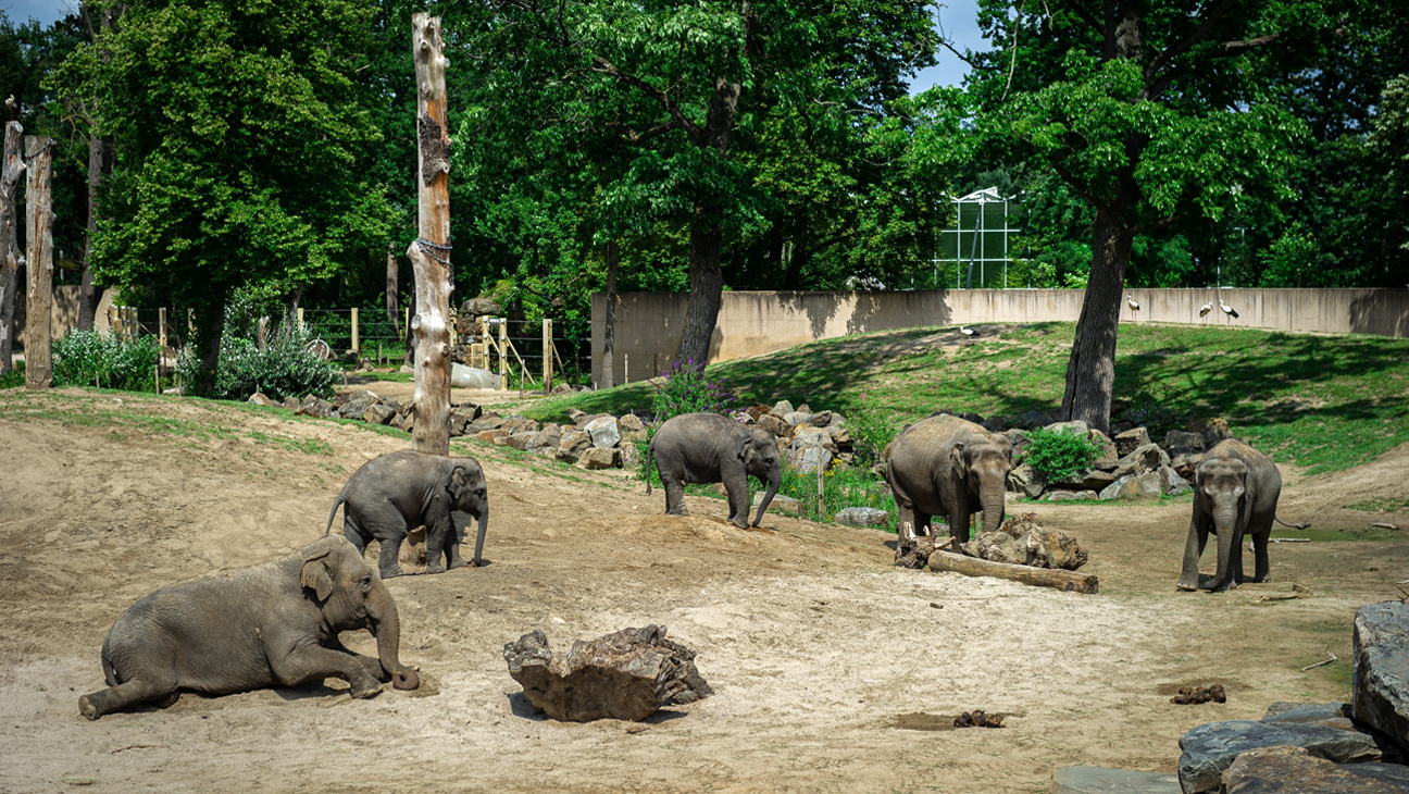 Olifantenkudde in Zoo Planckendael