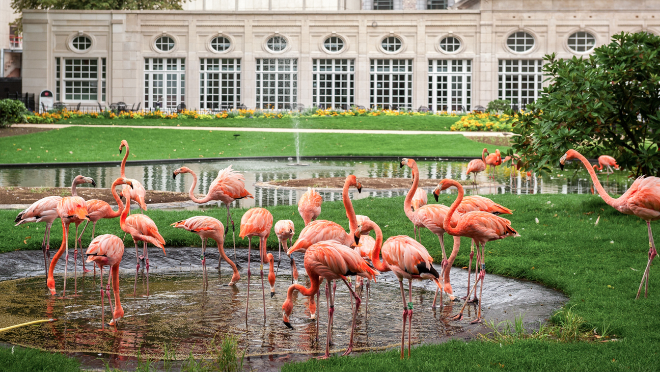 Zoo Antwerpen - Flamingo's