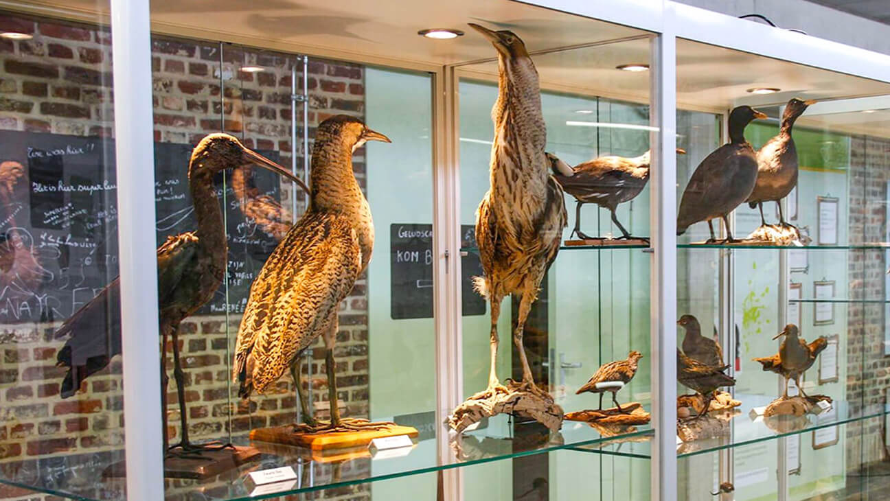 Vogel van Bosmuseum Gerhagen