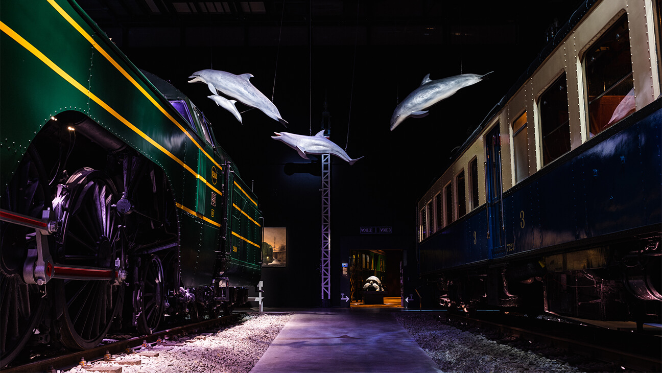 Dolfijnen bij een treinstel