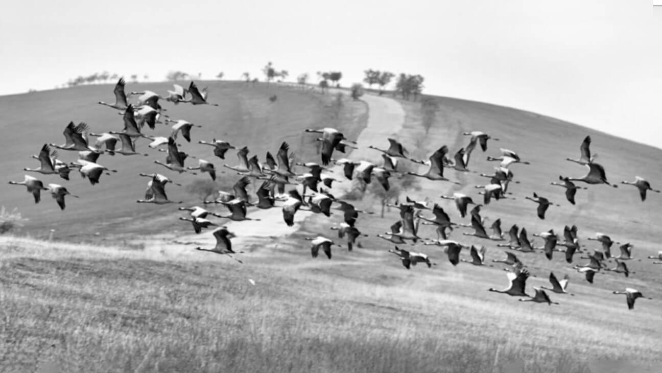 Foto's van vogels door fotograaf Archil Kikodze
