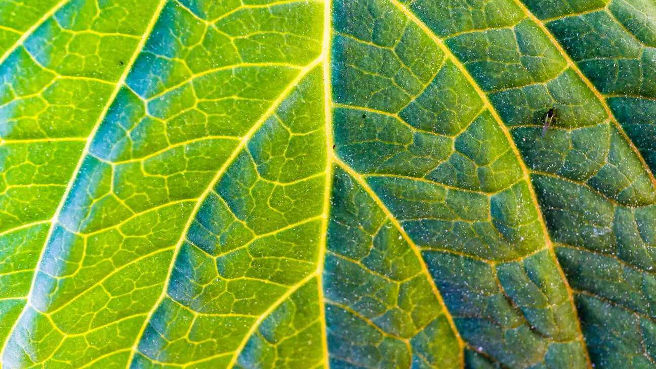 Nerven van een blad