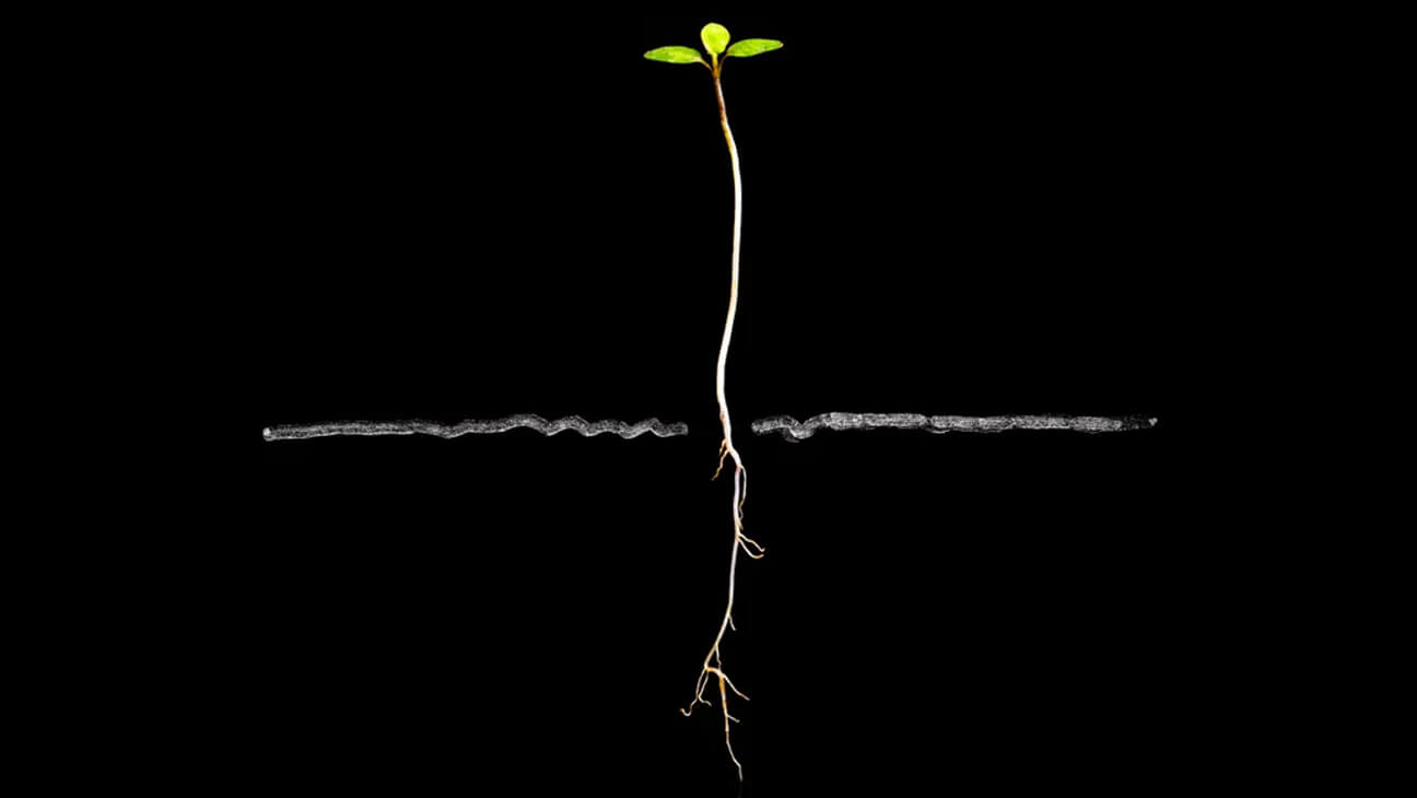 Plant met wortel