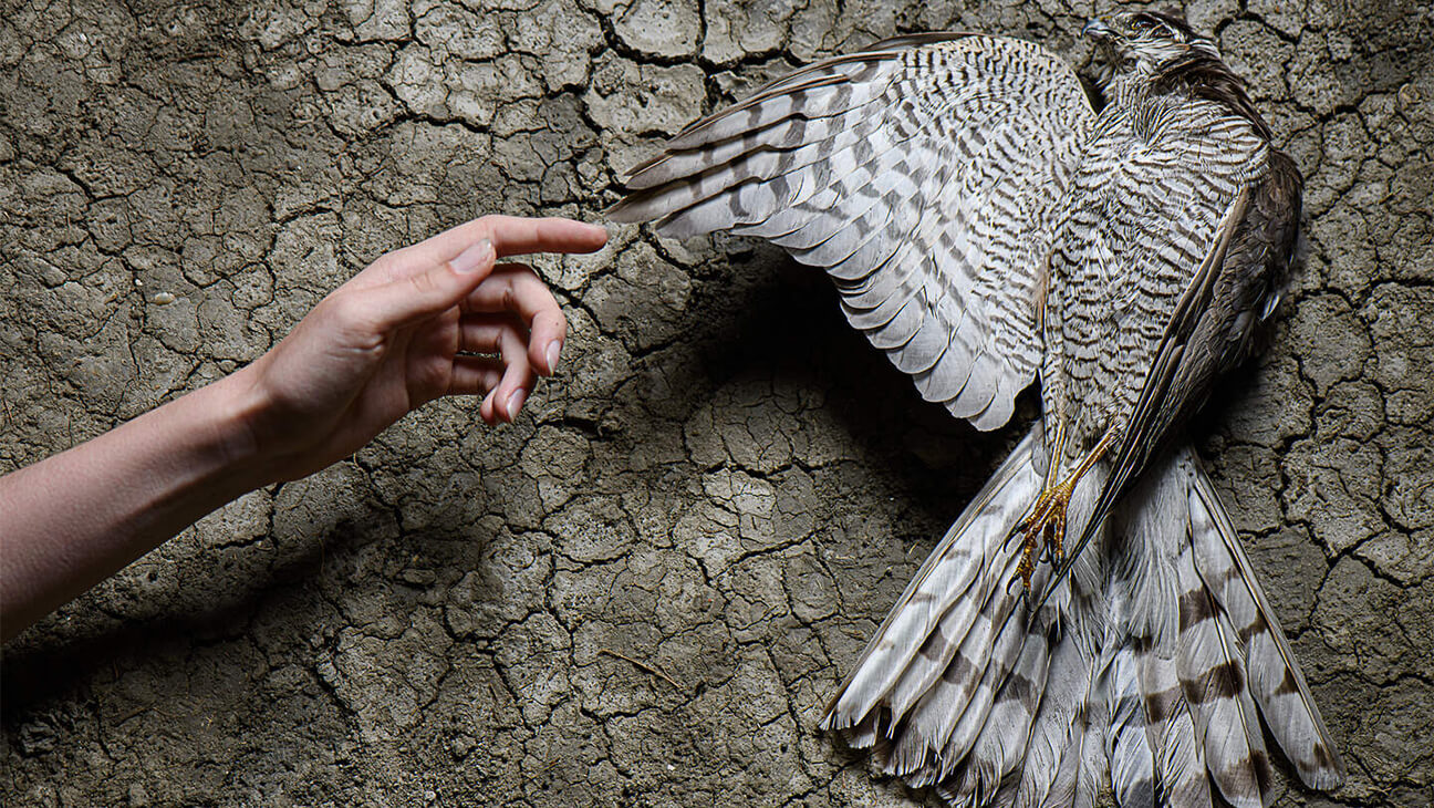 Hand reikt naar dode vogel